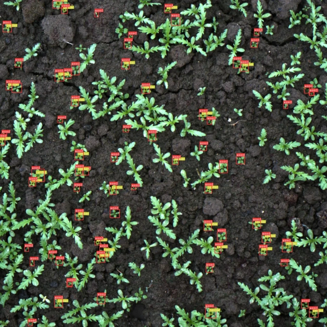 Laser weeding application technology 